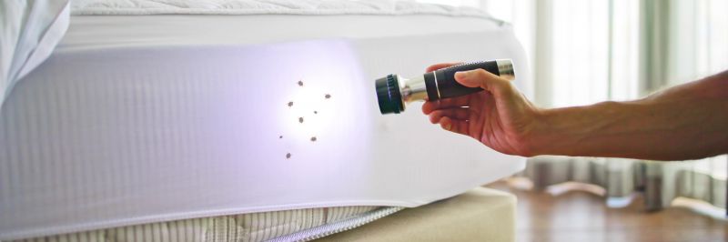 Bed Bug Extermination