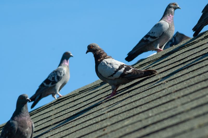 Commercial Bird Removal