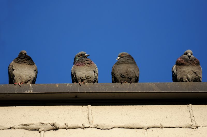 Commercial Bird Removal