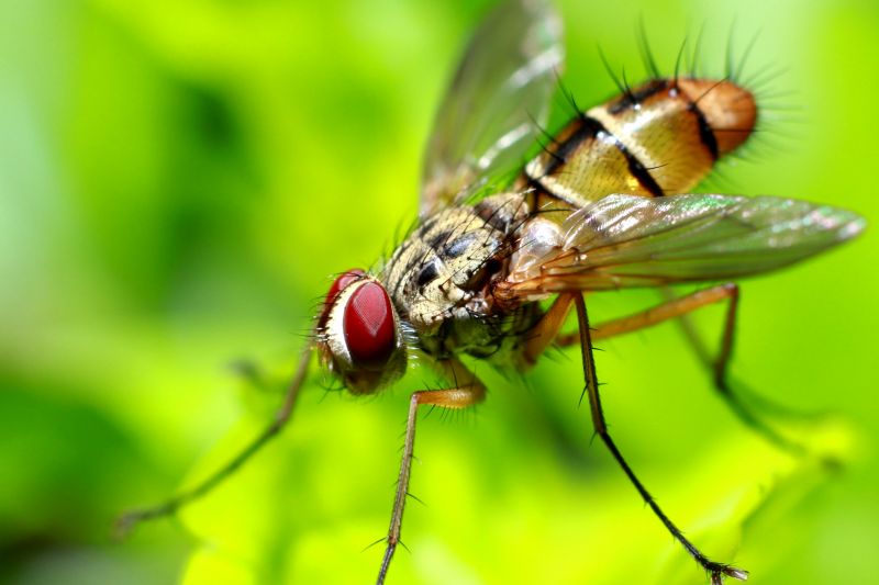 Fly Control Service