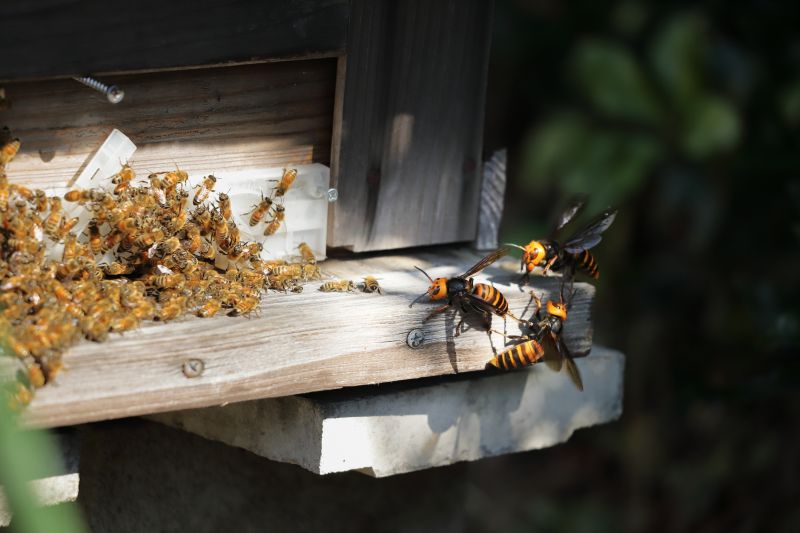 Hornets Extermination
