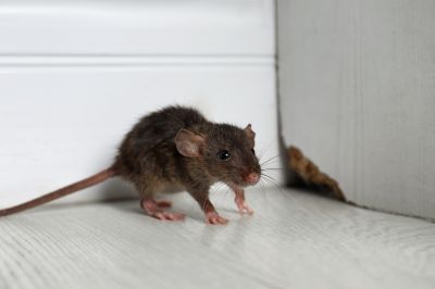 Rats Removal
