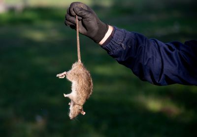 Rats Removal