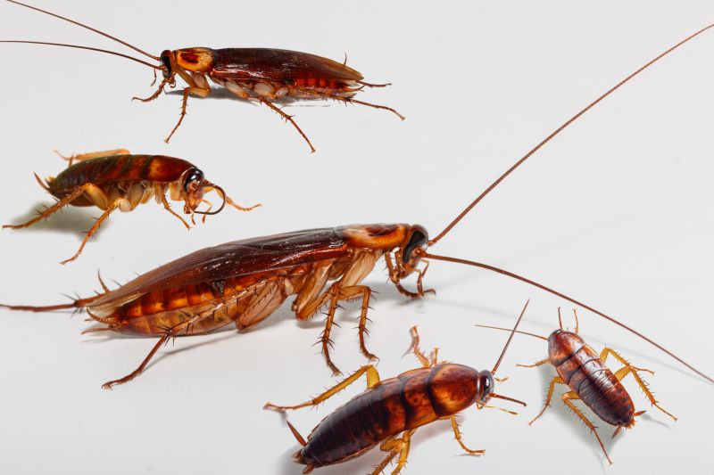 Roach Extermination
