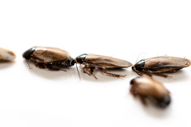 Roach Extermination