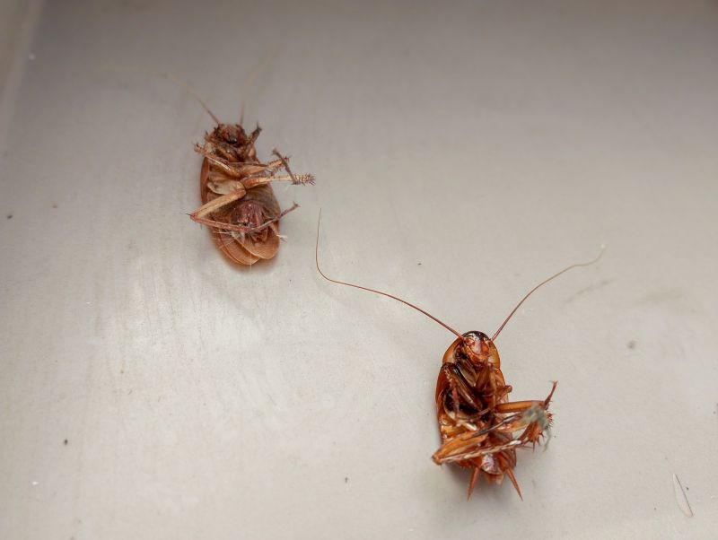 Roach Extermination