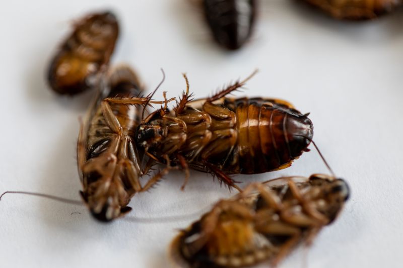 Roach Removal