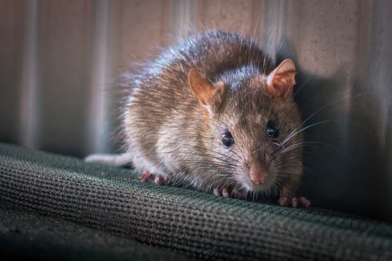 Rodent Control Service